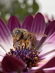 Apis mellifera