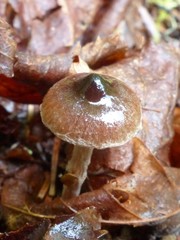 Cortinarius decipiens
