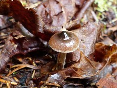 Cortinarius decipiens