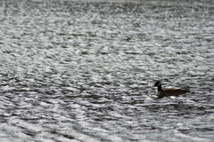 Branta hutchinsii