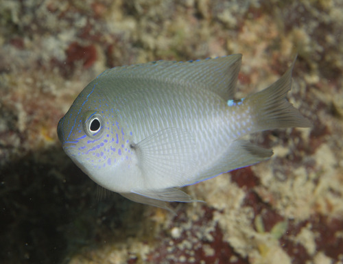 Twinspot damsel (Pomacentrus geminospilus) — Pomacentridae
