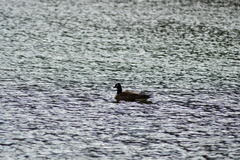 Branta hutchinsii