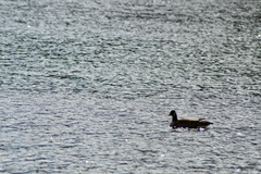 Branta hutchinsii