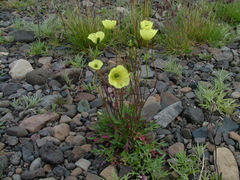 Papaver lapponicum orientale