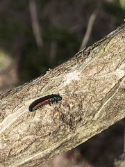 Trirhabda bacharidis