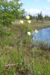 Papaver lapponicum orientale