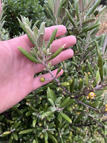 Corokia macrocarpa, photograph 2
