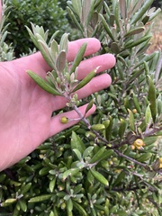 Corokia macrocarpa, photograph author not stated, no rights reserved