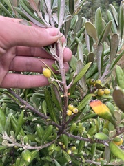Corokia macrocarpa, photograph author not stated, no rights reserved