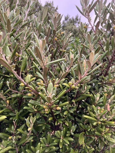 Corokia macrocarpa, photograph 4