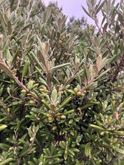 Corokia macrocarpa, photograph author not stated, no rights reserved