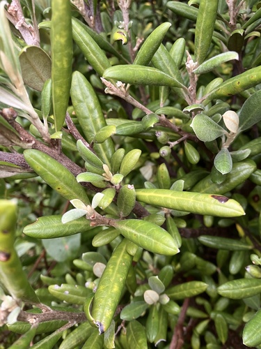 Corokia macrocarpa, photograph 1