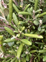 Corokia macrocarpa, photograph author not stated, no rights reserved