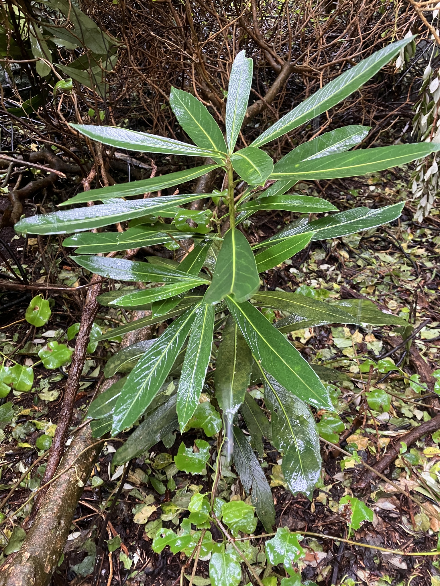 Chatham Island Lancewood (Pseudopanax chathamicus)