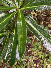 Pseudopanax chathamicus, photograph author not stated, no rights reserved