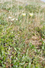 Papaver lapponicum orientale