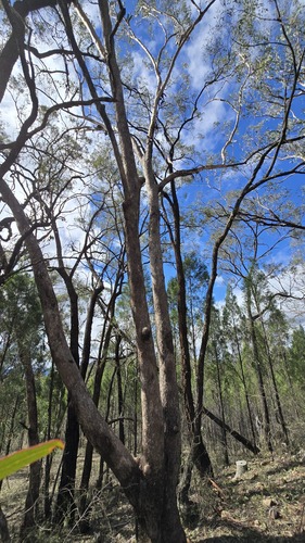 Eucalyptus albens, photograph 5