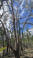 Eucalyptus albens, photograph (c) Petra Holland, some rights reserved (CC BY)