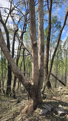 Eucalyptus albens, photograph 6