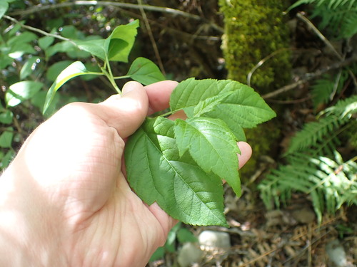 Pacific Crab Apple (Malus fusca)