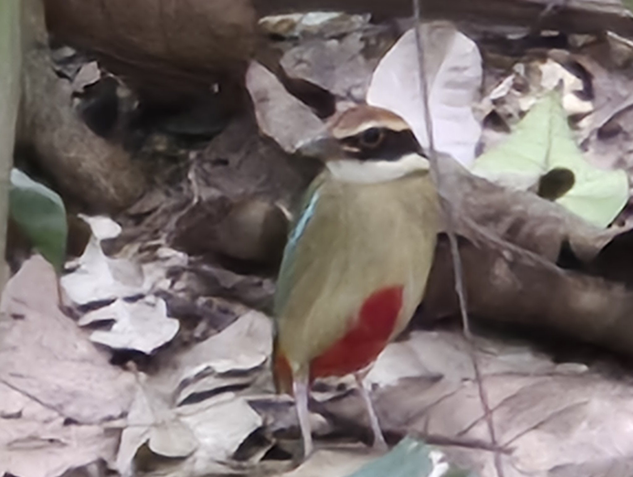Fairy Pitta (Pitta nympha), photo 1