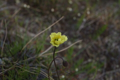 Papaver lapponicum orientale