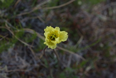 Papaver lapponicum orientale