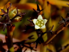 Thesium euphrasioides