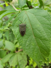 Piezosternum subulatum
