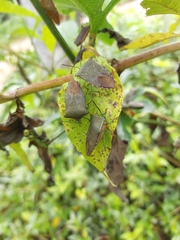 Piezosternum subulatum