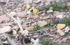 Papaver lapponicum orientale