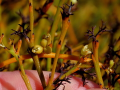 Thesium euphrasioides