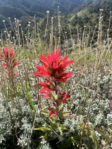 Camp Martin paintbrush (Castilleja martini)
