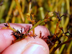 Thesium euphrasioides