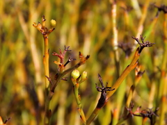 Thesium euphrasioides