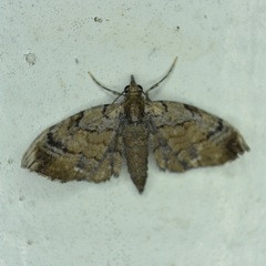 Eupithecia peckorum