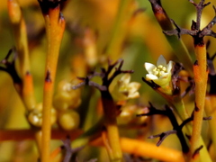 Thesium euphrasioides