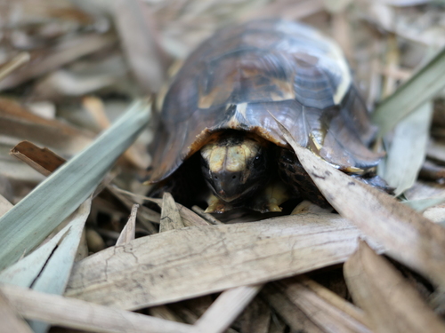 Eroded Hingeback Tortoise