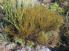 Thesium euphrasioides