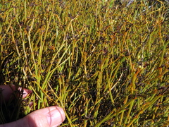 Thesium euphrasioides