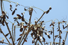 Gyrocarpus jatrophifolius