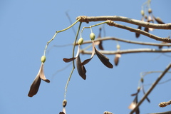 Gyrocarpus jatrophifolius