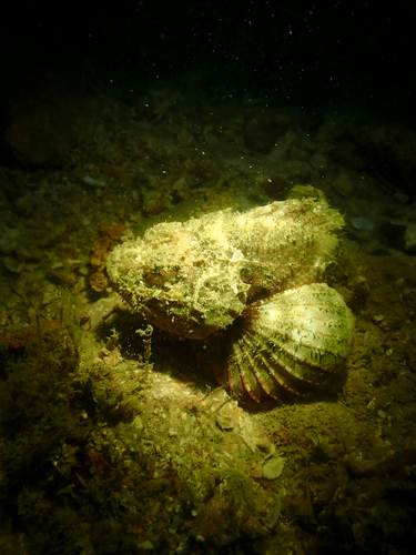 Scorpaenopsis neglecta observed 2026-03-14