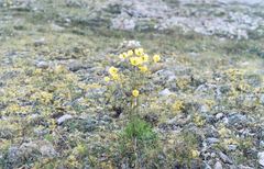 Papaver lapponicum orientale