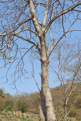 Gyrocarpus jatrophifolius