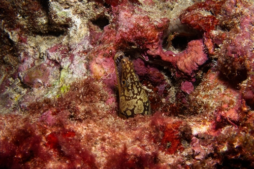 Enchelycore ramosa observed 2026-03-03