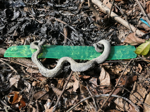 African Bush Viper