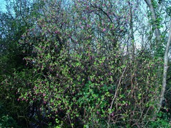 Ribes sanguineum