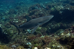 Galapagos Shark photo 2