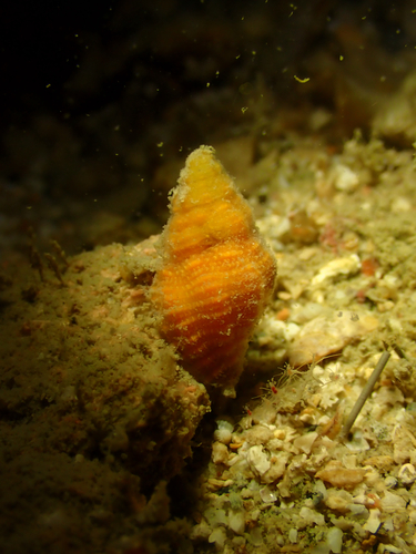 Peristernia ustulata observed 2026-03-14